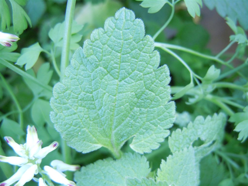 Fiorellini da identificare - Lamium purpureum